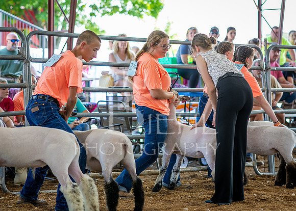 2024-07-10 LCF Jr. Sheep Show #1 - CH-9