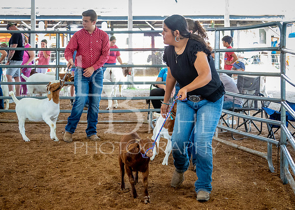 2024-07-12 LCF Open Breeding Goat Show #1 - LB-6