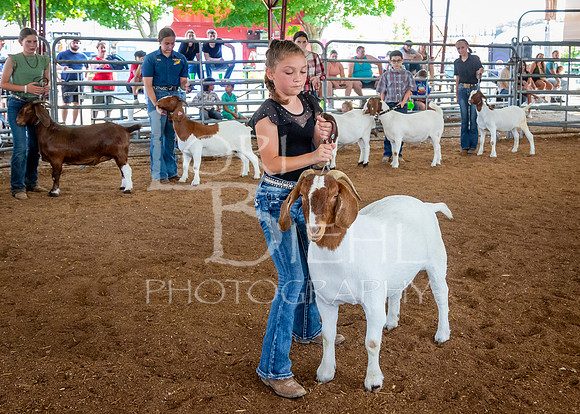 2024-07-12 LCF Open Breeding Goat Show #1 - LB-170