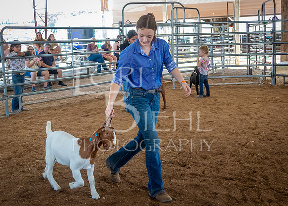 2024-07-12 LCF Open Breeding Goat Show #1 - LB-36