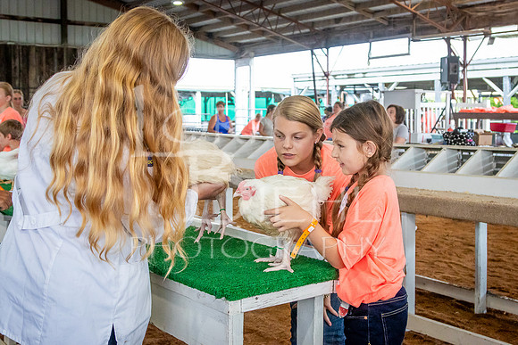2024-07-08 LCF Jr. Poultry Show #1 - LB-1