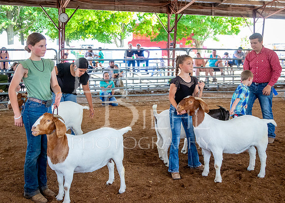 2024-07-12 LCF Open Breeding Goat Show #1 - LB-190