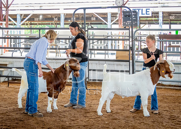 2024-07-12 LCF Open Breeding Goat Show #1 - LB-234
