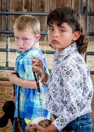 2024-07-12 LCF Open Breeding Goat Show #1 - LB-222-2