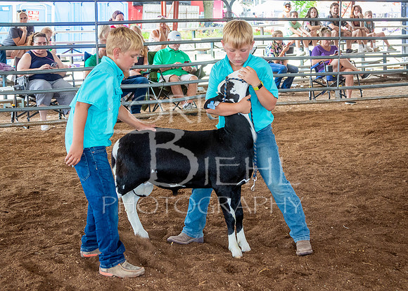 2024-07-13 LCF Open Breeding Sheep Show #1 - LB-22
