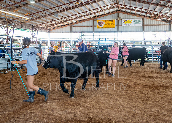 2024-07-10 LCF Livestock Judging #1 - LB-43