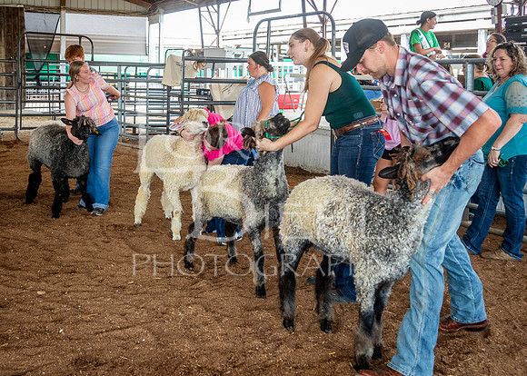 2024-07-13 LCF Open Breeding Sheep Show #1 - LB-17