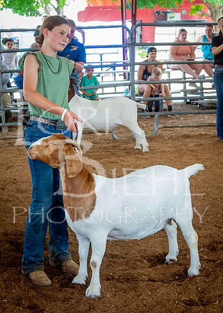 2024-07-12 LCF Open Breeding Goat Show #1 - LB-145