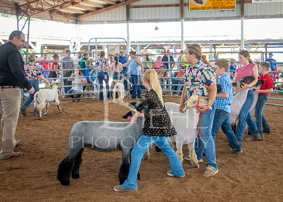 2024-07-13 LCF Open Breeding Sheep Show #1 - LB-100