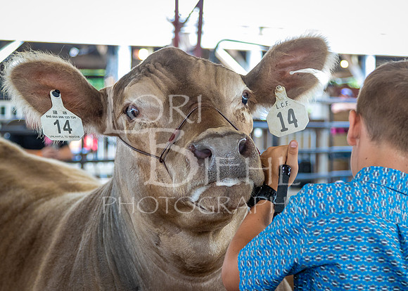 2024-07-11 LCF Jackpot Steer Show #1 - LB-36