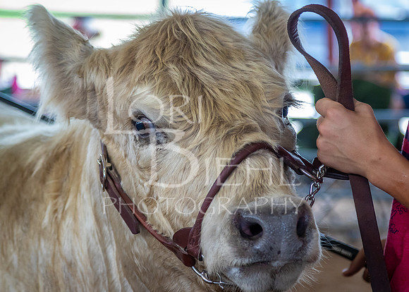 2024-07-12 LCF Open Breeding Cattle Show #1 - LB-22