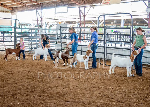 2024-07-12 LCF Open Breeding Goat Show #1 - LB-96