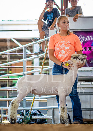 2024-07-10 LCF Jr. Sheep Show #1 - CH-15