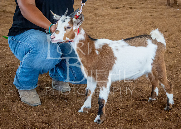 2024-07-12 LCF Open Breeding Goat Show #1 - LB-60