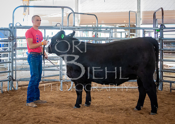 2024-07-12 LCF Open Breeding Cattle Show #1 - LB-37