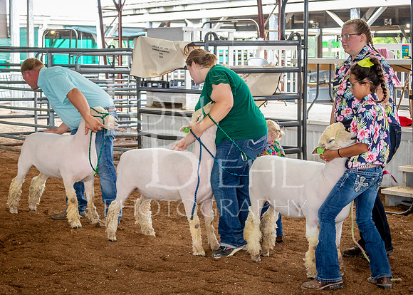 2024-07-13 LCF Open Breeding Sheep Show #1 - LB-66