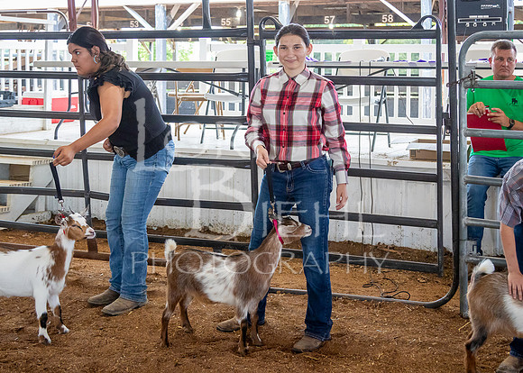 2024-07-12 LCF Open Breeding Goat Show #1 - LB-49