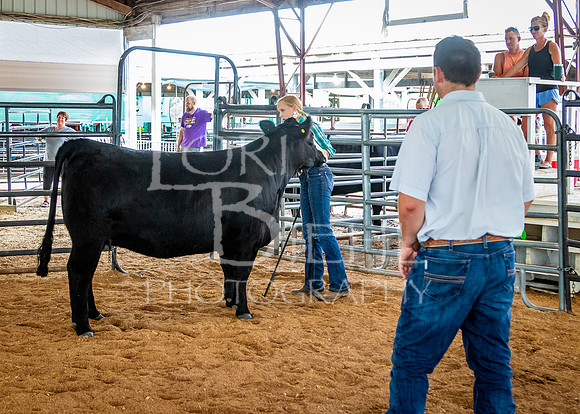 2024-07-12 LCF Open Breeding Cattle Show #1 - LB-63