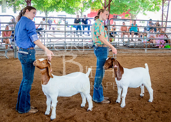 2024-07-12 LCF Open Breeding Goat Show #1 - LB-198