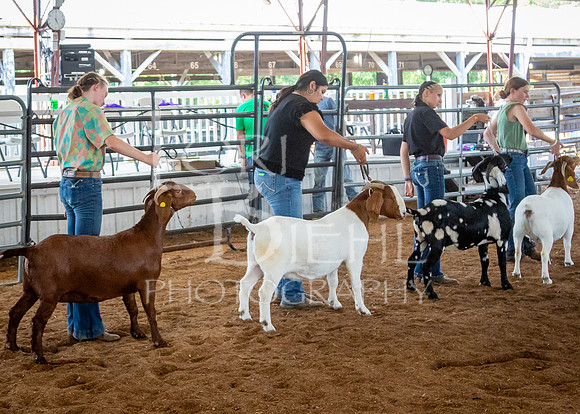 2024-07-12 LCF Open Breeding Goat Show #1 - LB-133