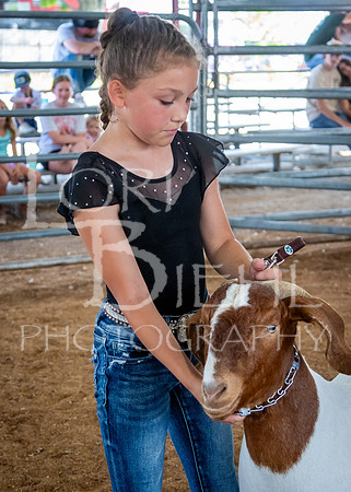 2024-07-12 LCF Open Breeding Goat Show #1 - LB-210