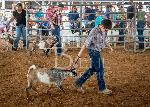 2024-07-12 LCF Open Breeding Goat Show #1 - LB-43