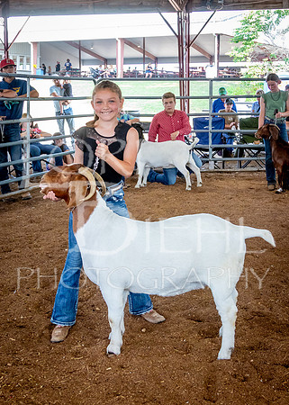 2024-07-12 LCF Open Breeding Goat Show #1 - LB-175