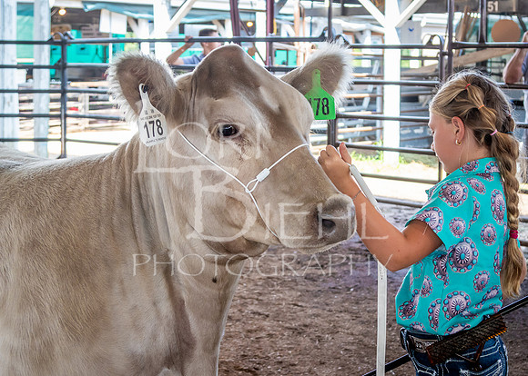 2024-07-11 LCF Jackpot Steer Show #1 - LB-3
