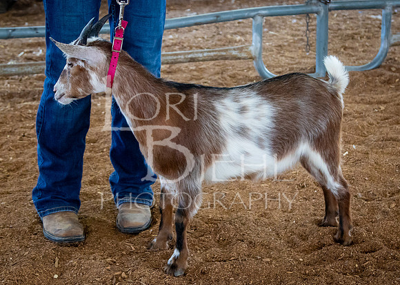 2024-07-12 LCF Open Breeding Goat Show #1 - LB-63