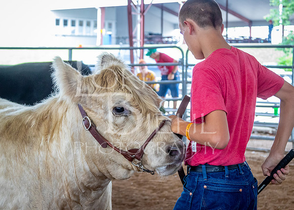 2024-07-12 LCF Open Breeding Cattle Show #1 - LB-17