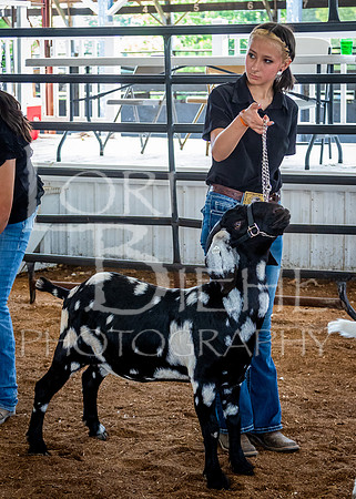 2024-07-12 LCF Open Breeding Goat Show #1 - LB-137