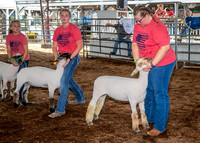 2022-07-13 LCF Jr. Lamb Show #1-LB-30