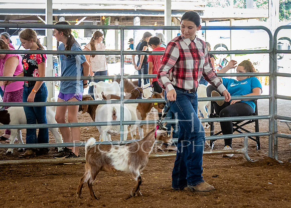 2024-07-12 LCF Open Breeding Goat Show #1 - LB-45