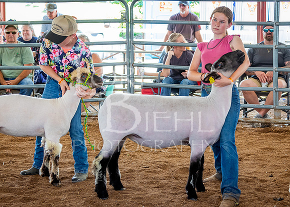 2024-07-13 LCF Open Breeding Sheep Show #1 - LB-98