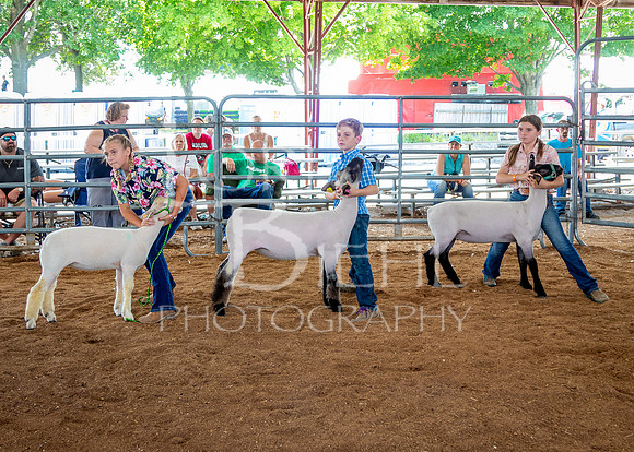 2024-07-13 LCF Open Breeding Sheep Show #1 - LB-96