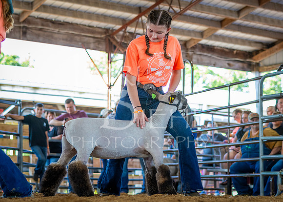 2024-07-10 LCF Jr. Sheep Show #1 - CH-19