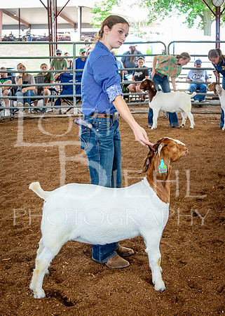 2024-07-12 LCF Open Breeding Goat Show #1 - LB-82