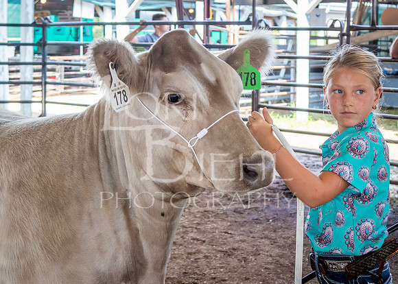2024-07-11 LCF Jackpot Steer Show #1 - LB-4