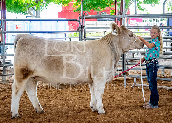 2024-07-12 LCF Open Breeding Cattle Show #1 - LB-84