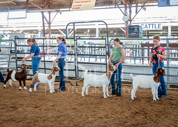2024-07-12 LCF Open Breeding Goat Show #1 - LB-95