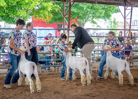 2024-07-13 LCF Open Breeding Sheep Show #1 - LB-56