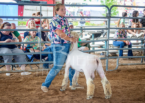 2024-07-13 LCF Open Breeding Sheep Show #1 - LB-52