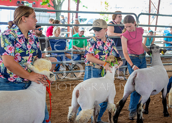 2024-07-13 LCF Open Breeding Sheep Show #1 - LB-91