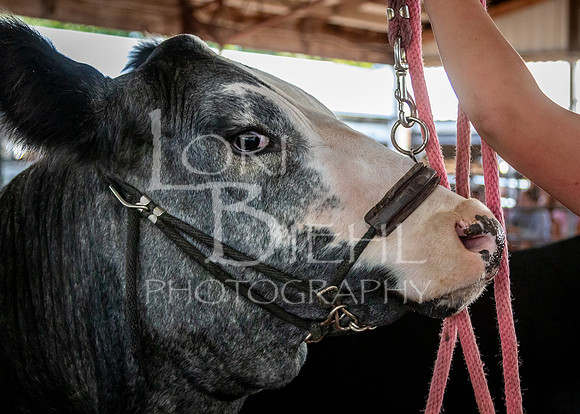 2024-07-10 LCF Master Showmanship #1 - LB-12