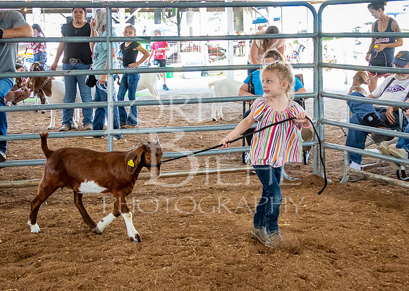 2024-07-12 LCF Open Breeding Goat Show #1 - LB-91