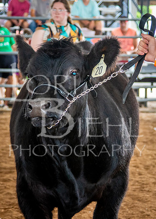 2024-07-11 LCF Jackpot Steer Show #1 - LB-13