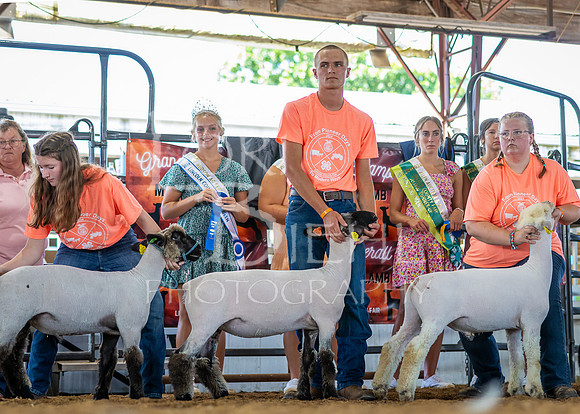 2024-07-10 LCF Jr. Sheep Show #1 - CH-32