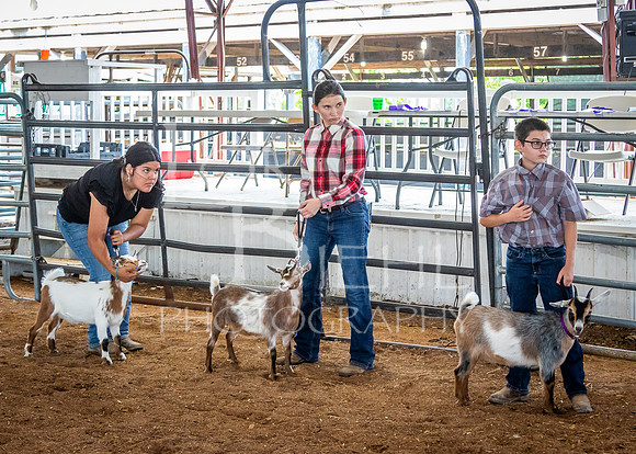 2024-07-12 LCF Open Breeding Goat Show #1 - LB-54