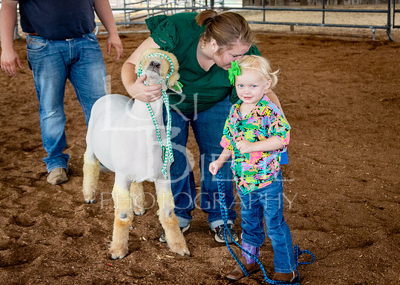 2024-07-13 LCF Open Breeding Sheep Show #1 - LB-45