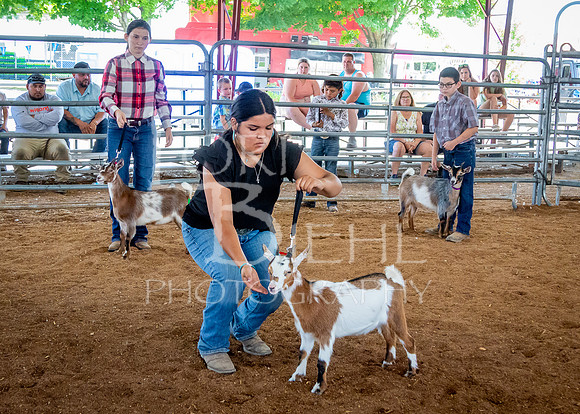 2024-07-12 LCF Open Breeding Goat Show #1 - LB-58